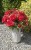 img_1709.jpeg