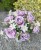 img_1715.jpeg