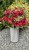 img_1731.jpeg