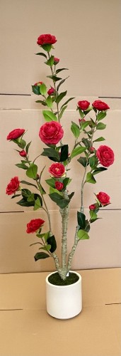 img_1750_1.jpeg