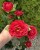 img_1741.jpeg