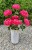 IMG_3066.jpeg