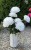 IMG_3071.jpeg